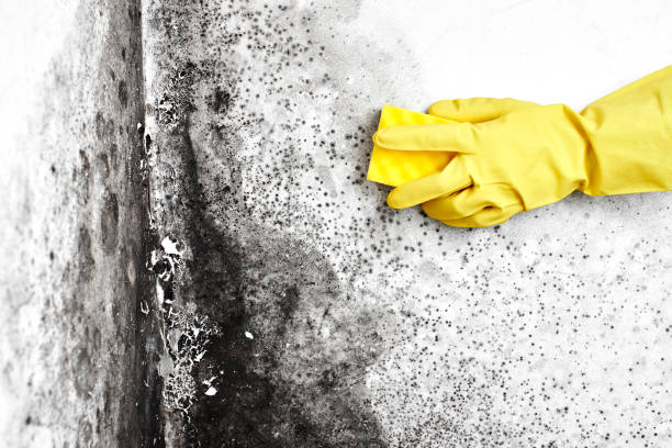 Mold Removal and Inspection in Sayville, NY