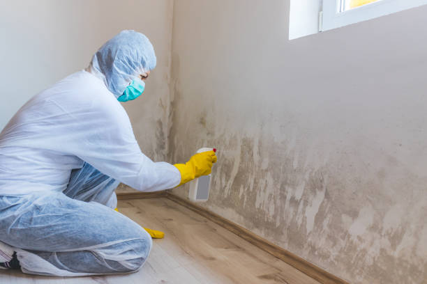 Certified Mold Removal in Sayville, NY